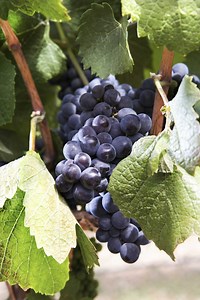 What Kind of Soil Do Grapevines Like?