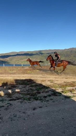 Galloping Horses: A Majestic Display of Freedom