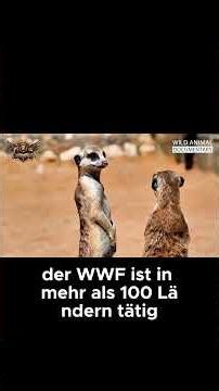 Why the Mongoose Is Losing Its Home The Fight to Protect Wildlife Habitats Wild Tales TV #wildlife