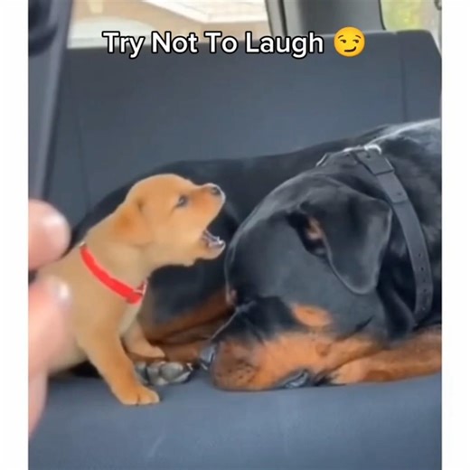 DON’T LAUGH 😐 | Part 1