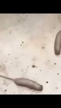 If You See These In Your Home, Don’t KiII Them…