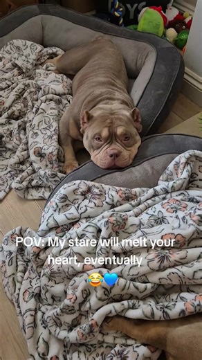 this chunky monkey melts me heart ❤️ mams boy 💙😍 gorgeous 🔥 #dogmum #americanbully #mamasboy #dogsoftiktok #fyp