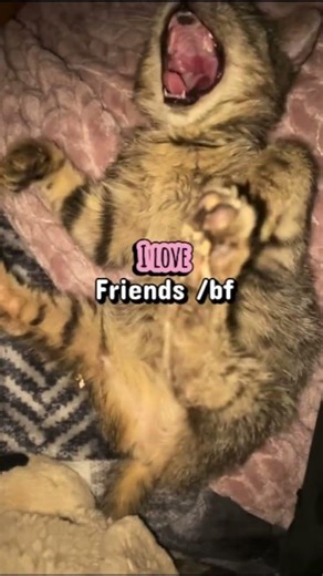 Hiyaa! #music #cat #ihavethisthingwithplants #kitten #lifeisbutadream