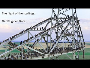 Flight of the Starlings / Der Flug der Stare / Nature / Vogelschwarm / bird flock / Murmuration