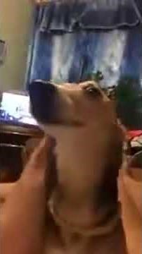 La La La La - Mad Dog growling a Song - Dog sings lalalala