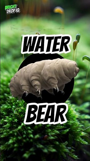 Tardigrades Survived in Space