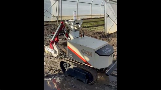 Short Torque Works - 5:4 | SABI AGRI