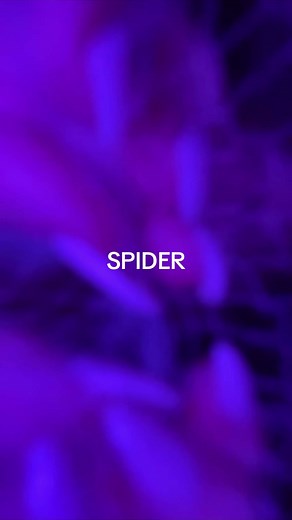 Mesmerizing Spider Webs and Spider ASMR Videos