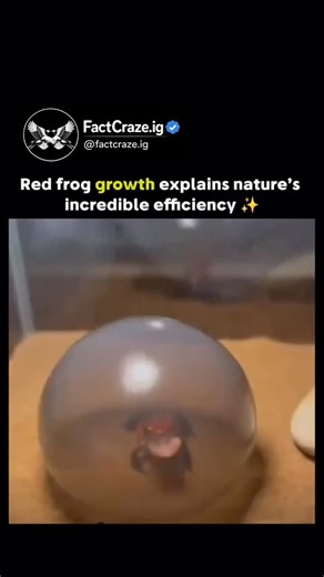 @factriot.ig on Instagram: "This post shares an AI-generated timelapse video of a red crab’s life cycle, showing it eating, laying a translucent egg, and the hatchling rapidly maturing in under 15 seconds, emphasizing nature’s efficiency. The caption “Knowledge is the real harvest” aligns with author JoelOptimist1’s role as an agri-influencer, using the clip to inspire learning from biological processes applicable to farming and youth empowerment in agriculture. With 15,000+ likes and 5 million 