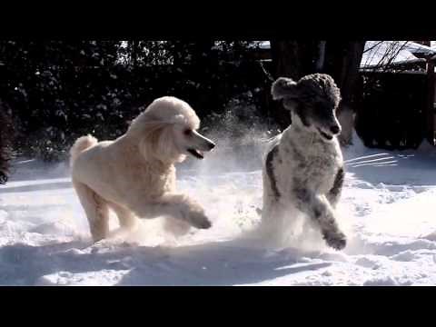 Standard Poodles Playing in The Snow | Snow Day