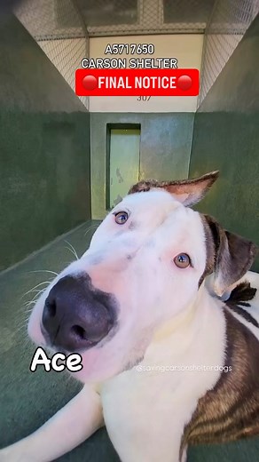 10K views · 1.3K reactions |  Adopted  FINAL NOTICE ✳️ACE ✳️ID:...