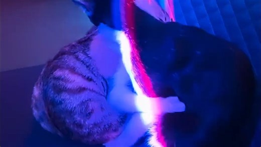 《今日头条：黑猫警长丑闻报告，夜店与狸花陪酒喵激吻》