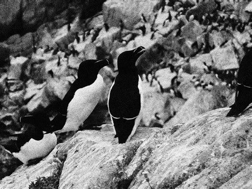 The razorbill is a seabird of the North Atlantic, easily recognized by its black and white plumage and its thick, short, razor-sharp bill. It spends most of its life at sea and only comes to land to breed, forming noisy colonies on rocky cliffs and islands. Although it looks clumsy when walking, in the air it is fast and precise, usually flying low over the water with strong, rapid wingbeats. Underwater is where the razorbill truly excels, as it is an excellent diver capable of reaching depths o