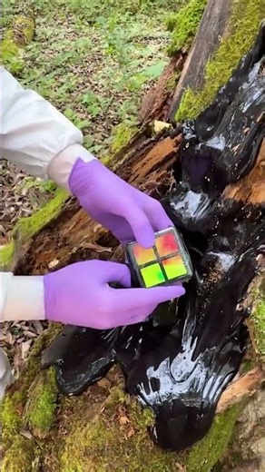 Who Left THIS Inside a Tree? 😱 WOWCUBE! 🎲