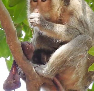 6.1K views · 121 reactions | Welcome young mom just give a birth newborn baby monkey with so big placenta not yet remove from cord | Monkey Daily TV | Facebook