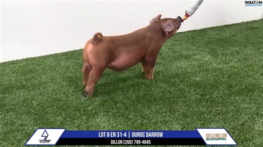 Sheiss Livestock February 19, 2026 Online Pig Sale Preview | Walton Webcasting