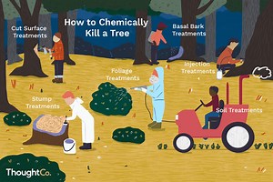 6 Ways to Safely and Effectively Kill a Tree With Chemicals