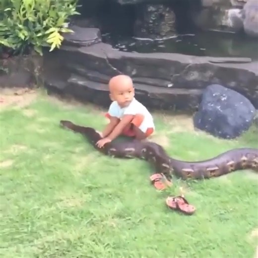 Brave children's games with snakes | All Fishing Life