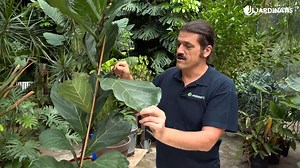 Ficus lyrata, guía completa de cuidados y consejos prácticos
