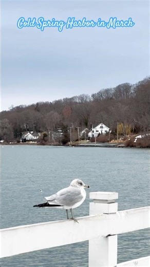 Spring has finally arrived in Cold Spring Harbor in March. 드디어 3월의 봄이 콜드스프링 하버에 왔내