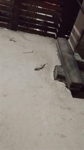 Asian House Gecko Sound Original Ep.255 #short #shortvideo #animals #animation #animal