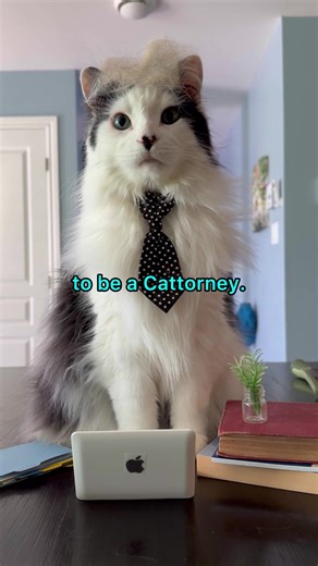 Funny Cats of TikTok | Hilarious Feline Investigations