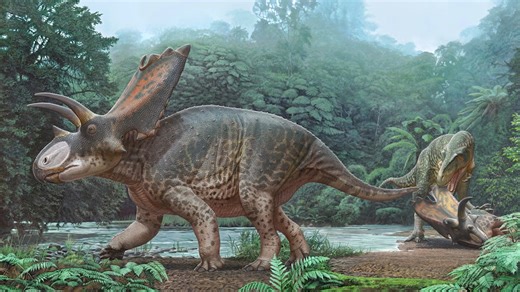 Triceratops - the armoured beast tougher than a T rex