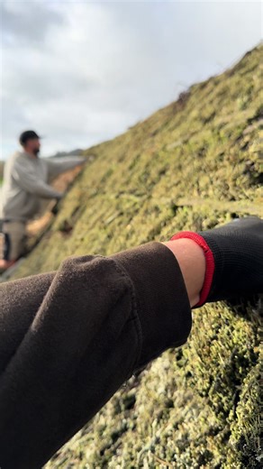 Thatching a Roof from Start to Finish