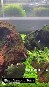 The diamond tetra comes from South America and originated in Lake Valencia, Venezuela. These days, it also inhabits the Rio Tiquiritu and Rio Bue rivers. | Aquascape Paradise