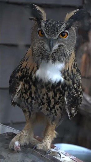 Owl Staring Into My Camera 🦉✨
