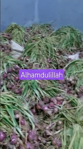 Ultimate Guide to Harvesting Red Onions: Essential Tips
