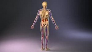 Human Anatomy 3D Model