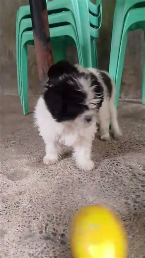 Toy Poodle puppies walking, running, and playing together 🐩🐾✨