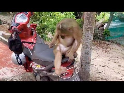 Ni picked vegetables for her grandmother, then sat down to relax