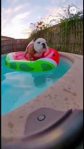 Puppy on a Deflating Pool Float #sora2 #viral #puppy #sora #soraai #dogs #dog #dogshort