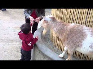 San Diego Zoo - Petting Zoo