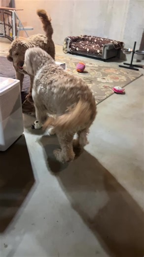 I always love the energy when I come and visit my doodle boys. #patricesprettypaws #doodlesoftiktok #bigenergyvibes #happydogsclub