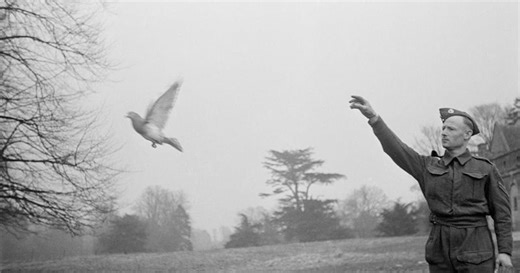 Remarkable story of how a pigeon saved a crew of World War II bombers