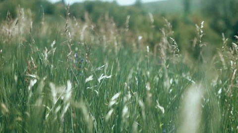 Grass, Field, Wind. Free Stock Video