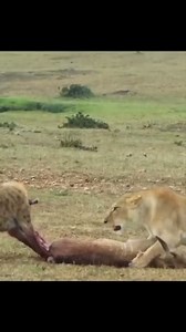 118K views · 730 reactions | Lion vs Hyena #lions #hyena #animals #animallovers #naturelovers #foryou | Wildlifetobe | Facebook