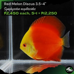 RED MELON DISCUS 3.5-4" | Got Fish