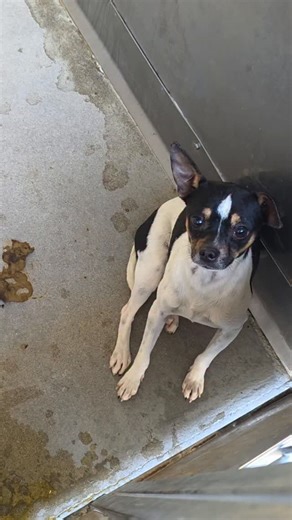 iloverescue on Instagram: "🚨 EUTHANASIA SCHEDULED TODAY – 1/18 @ 2:00 PM 🚨 Boomer is a 1-year-old small black and white Chihuahua with a tiny heart and a lot of courage. This sweet boy is scared, yes — ears back, tail down, body low — but he’s also trying. When I visited, he eventually crept to the front of his kennel, curious and wanting connection, even in a place that’s loud, overwhelming, and stressful. Although he’s fearful, Boomer gets along with other dogs in his kennel and didn’t try t