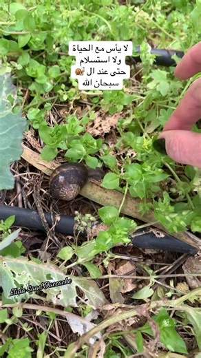 لا يأس مع الحياة - حكمة وإلهام