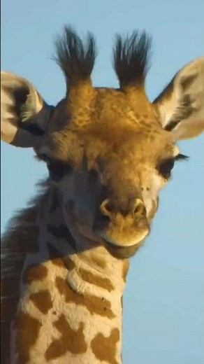 👀 You Haven't SEEN Young Giraffes Move Like This #giraffe #giraffes #girafferunning