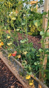 6.4K views · 58 reactions | Pruned Tomato Plants For Garden Tips #gardeningtips #growyourownfood #vegetables #garden | Kabsat | Facebook