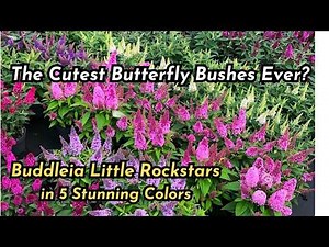 The Cutest Butterfly Bushes Ever? Buddleia Little Rockstars in 5 Stunning Colors