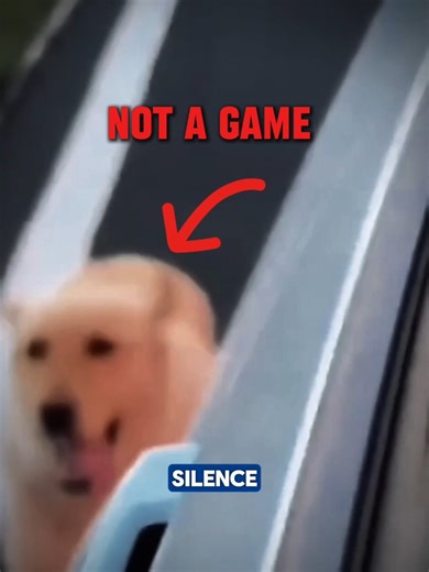 Deconstructing the Dog's Silence