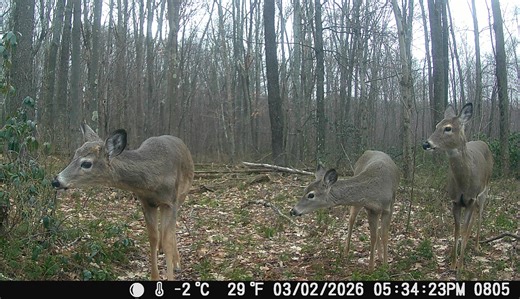 New CWD rules regulate disposal of deer, new no feeding deer areas