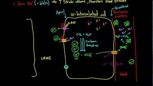 Aldosterone removes acid from the blood