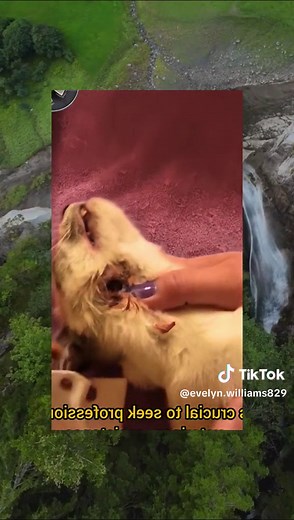 #veterinarian #maggot #dog #foryour #cat #fyb #parasites #acne